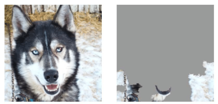 Husky with snowy backdrop misclassified as wolf